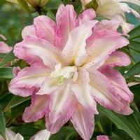 Lily: \'Crystal Tree Lily Monet\' - 3 lily bulbs
