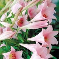 Lily \'Elegant Lady\' - 6 lily bulbs