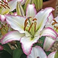 Lily \'Purple Fountain\' - 5 lily bulbs