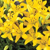 Lily \'Yellow\' - 10 lily bulbs