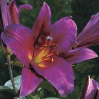 Lily \'Blue Wonder\' - 5 lily bulbs