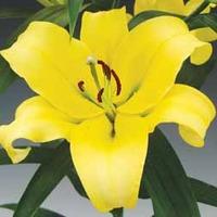 Lily \'Summer Beach\' - 5 lily bulbs