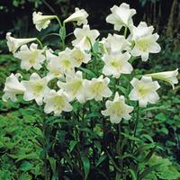 Lily \'Trumpet White\' - 10 lily bulbs
