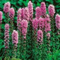 Liatris spicata - 4 bare root li...