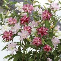 Lily: \'Crystal Tree Lily Collection\' - 9 lily bulbs - 3 of each variety