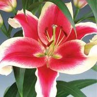 Lily \'Flash Point\' - 5 lily bulbs