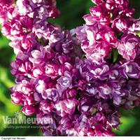 Lilac \'Katherine Havemeyer\' (Large Plant) - 2 plants in 3.5 litre pots