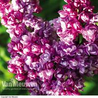 lilac katherine havemeyer large plant 2 plants in 35 litre pots