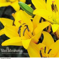 Lily \'Defender Yellow\' - 10 lily bulbs
