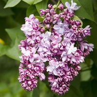 Lilac \'Beauty Of Moscow\' - 2 lilac plants in 9cm pots