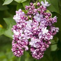 lilac beauty of moscow 1 lilac plant in 9cm pot