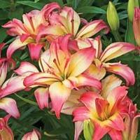 Lily \'Delicate Joy\' - 5 lily bulbs