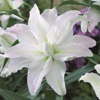 Lily: \'Crystal Tree Lily Picasso\' - 3 lily bulbs