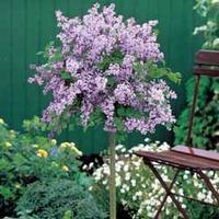 Lilac (Dwarf Standard) - 2 lilac plants in 2 litre pots