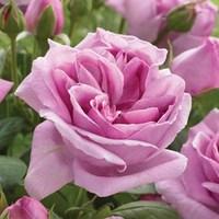 Li Parfum Hybrid Tea Rose 1 Bare Root Plants