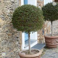 Ligustrum delavayanum (Privet Laurel) topiary standard tree 1M tall