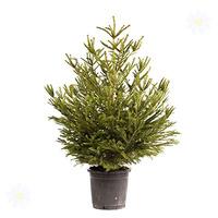 living pot grown christmas tree norway spruce 1 12m