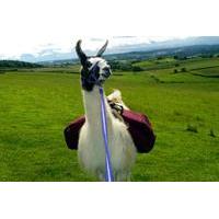 Llama Experience with Cream Tea for Two