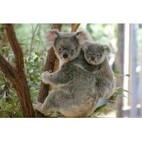 Lone Pine Koala Sanctuary Day Pass