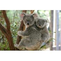 lone pine koala sanctuary day pass