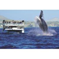 Los Cabos Whale Watching Cruise Including Breakfast