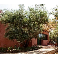 L\'Oliveraie de Marigha