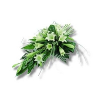 Longiflorum Lilies