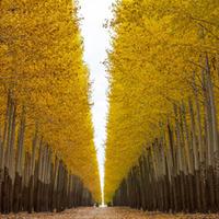 Lombardy Poplar (Hedging) - 50 bare root hedging plants