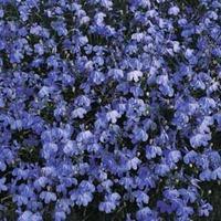 Lobelia erinus \'Blue Cascade\' - 1 packet (1000 lobelia seeds)