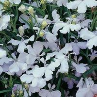 Lobelia erinus \'White Cascade\' - 1 packet (1000 lobelia seeds)
