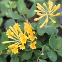 Lonicera \'Honeybelle\' (Large Plant) - 2 x 3.5 litre potted lonicera plants