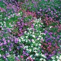 Lobelia erinus compacta \'String of Pearls\' - 1 packet (1000 lobelia seeds)