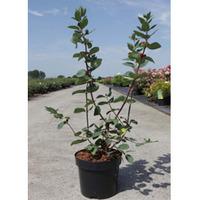 lonicera tatarica arnold red large plant 2 x 36 litre potted lonicera  ...