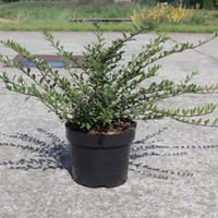 Lonicera pileata (Large Plant) - 2 x 3.6 litre potted lonicera plants