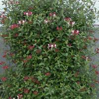 Lonicera periclymenum \'Fragrant Cloud\' (Large Plant) - 2 x 3 litre potted lonicera plants