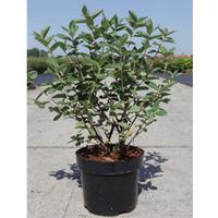 Lonicera caerulea var. kamtschatica \'Wojtek\' (Large Plant) - 2 x 3.6 litre potted lonicera plants