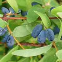 lonicera kamtschatica myberry sweet large plant 1 x 36 litre potted lo ...