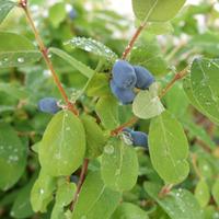 lonicera kamtschatica kalinka large plant 2 x 36 litre potted lonicera ...