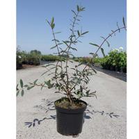 Lonicera kamtschatica \'Dolce Vita\' (Large Plant) - 2 x 3.6 litre potted lonicera plants