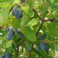 lonicera kamtschatica myberry bee large plant 2 x 36 litre potted loni ...