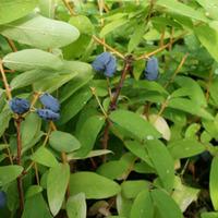 lonicera kamtschatica balalaika large plant 2 x 36 litre potted lonice ...