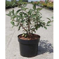 Lonicera caerulea var. kamtschatica (Large Plant) - 2 x 3.6 litre potted lonicera plants