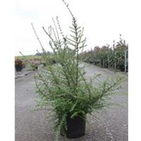 Lonicera nitida (Large Plant) - 1 x 5 litre potted lonicera plant
