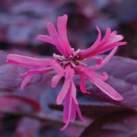 Loropetalum chinense var. rubrum \'Fire Dance\' - 1 x 15cm potted loropetalum plant