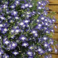 Lobelia \'Waterfall Ice Blue\' - 5 lobelia Postiplug plants