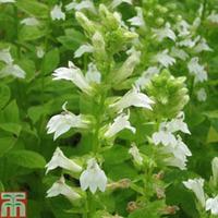 Lobelia siphilitica f. albiflora \'Alba\' (Marginal Aquatic) - 1 x 9cm potted lobelia plant