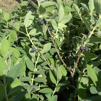 Lonicera kamtschatica \'Blue Velvet\' (Large Plant) - 1 x 10 litre potted lonicera plant
