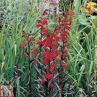 Lobelia cardinalis \'Queen Victoria\' (Marginal Aquatic) - 3 x 9cm potted lobelia plants