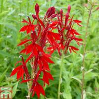 Lobelia cardinalis (Marginal Aquatic) - 1 x 1 litre potted lobelia plant