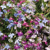 Lobelia \'Cascade Improved Mixed\' (Garden Ready) - 15 lobelia garden ready plants